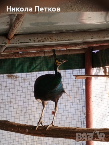 Пауни-бели и арлекин, снимка 6 - други­ - 52296268