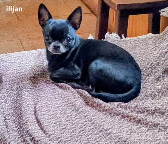 Мъжки мини чихуахуа за разплод