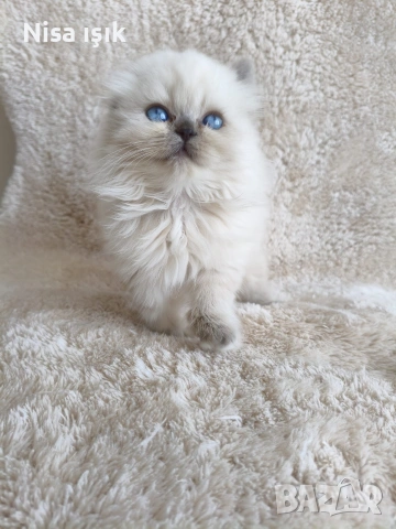 тук оставяю един сладур побързайте за да е ваш в Хасково