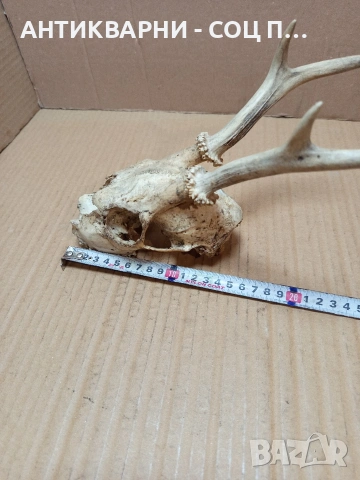 Стар Сувенир Череп С Рога. НОМЕР 724., снимка 8 - Антикварни и старинни предмети - 53528201