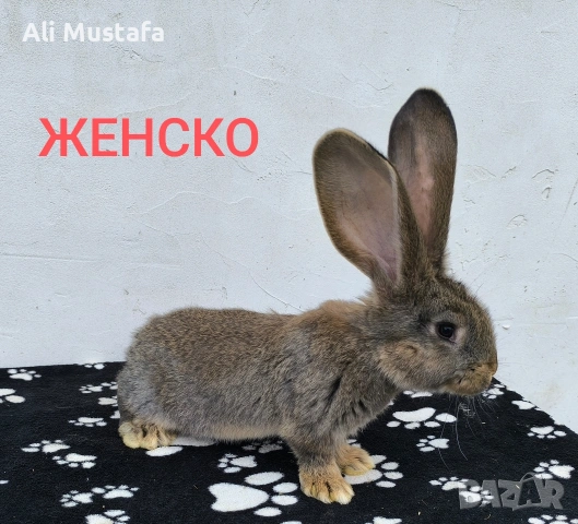 ЗАЙЦИ, снимка 12 - Други - 53465684