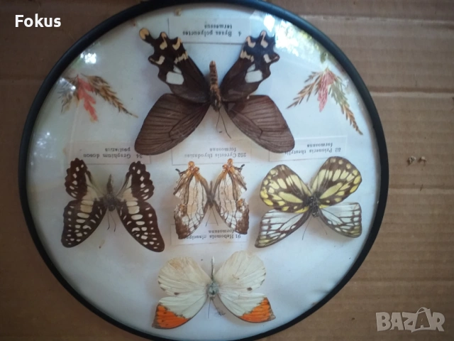 ПАНО С ПЕПЕРУДИ ПЕПЕРУДА, снимка 6 - Антикварни и старинни предмети - 53519625