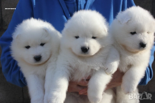 Самоед бебета, снимка 2 - Самоед - 51998559