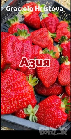 Продавам здрав разсад ягоди , снимка 6 - Градински цветя и растения - 53942494