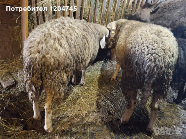 Мъжки, снимка 2 - Овце - 53965387