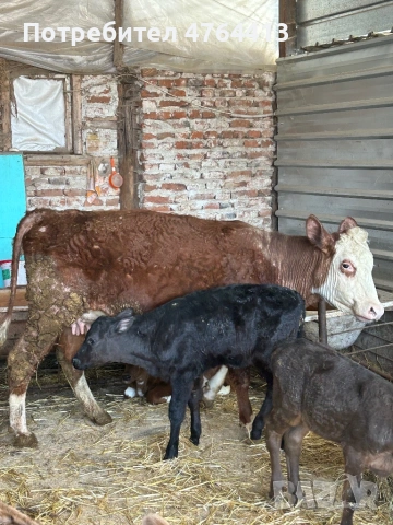 Продавам крави и телета, снимка 3 - Крави - 53828289