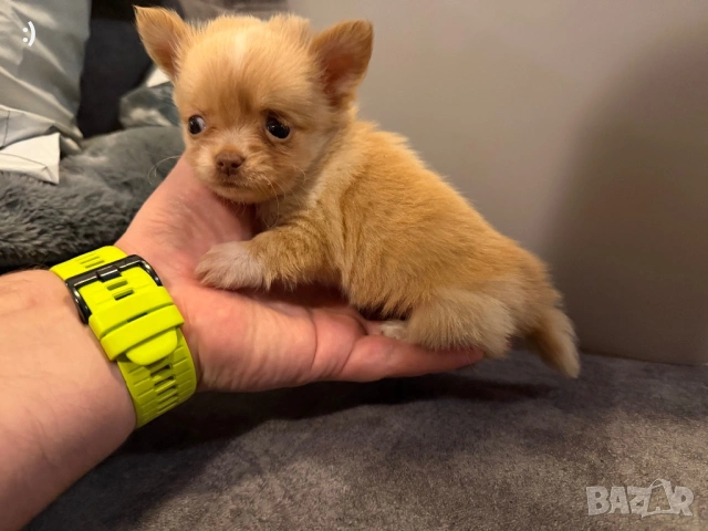 Чихуахуа Актуално от 11.2.2026, снимка 5 - Чихуахуа - 53380289