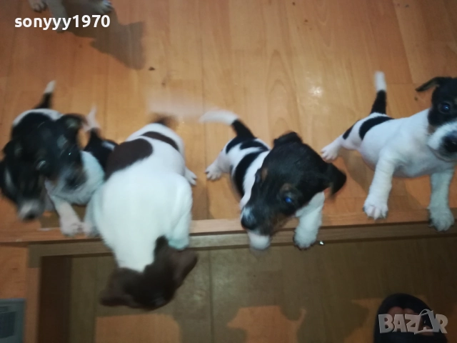 ДЖАКОВЕ-БЕБЕТА Х 250ЛВ ЗА БРОЙ 2109251816, снимка 4 - Джак ръсел териер - 51788209