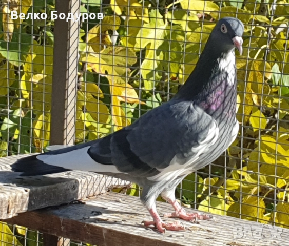 Пазарджишки високо летци. , снимка 2 - Гълъби - 52265511