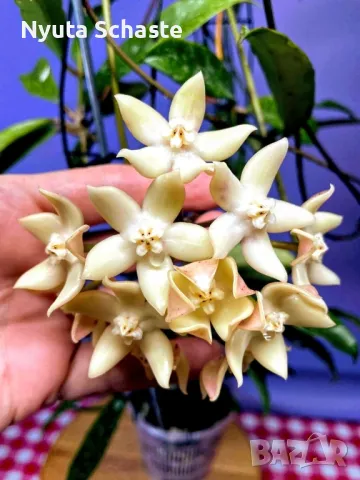 Hoya griffithii silver, снимка 1