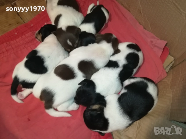 ДЖАК РЪСЕЛ-250ЛВ ЗА СЛАДКО КУТРЕ ПО ИЗБОР 2708251900, снимка 17 - Джак ръсел териер - 51513731