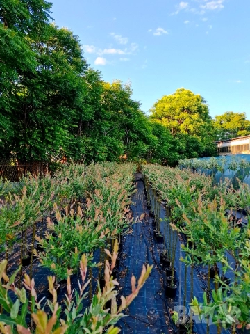 Японска пъстролистна върба 
