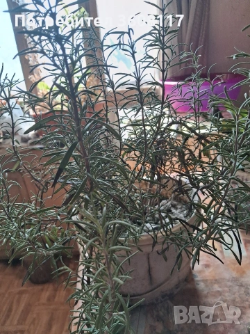 розмарин , снимка 2 - Градински цветя и растения - 53747319