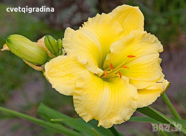 Hemerocallis Big Time Happy(Хемерокалис Голямо щастие), снимка 2 - Градински цветя и растения - 46200426