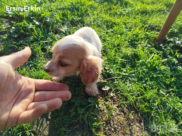 кокер шпаньол , снимка 7 - Кокер шпаньол - 52793522