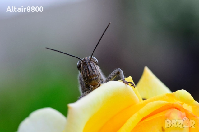 AF Tokina 100mm f/2.8D Macro обектив Никон, снимка 9 - Обективи и филтри - 52344003