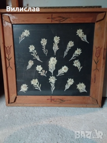 Еделвайс , снимка 1