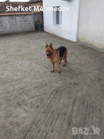 prodawam nemska ovcarka, снимка 3 - Немска овчарка - 53680290