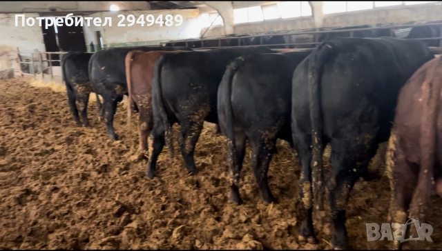 Месодайни телета, снимка 2 - Крави - 52720310
