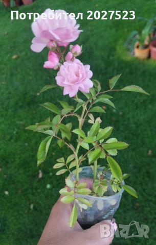 Мини роза храстовидна , снимка 3 - Градински цветя и растения - 45880259