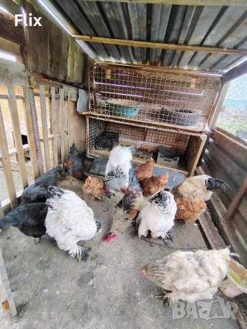 разплодни яйца , снимка 2 - Кокошки и пуйки - 54055847