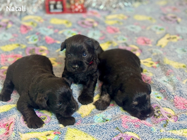 🐶 Малки съкровища търсят своя дом 🐾, снимка 4 - Други - 52828955