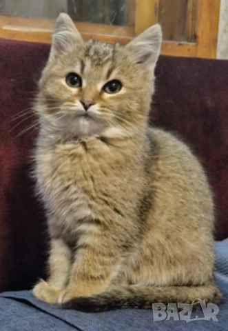 Британско котенце, коте цвят агути, британска котка 