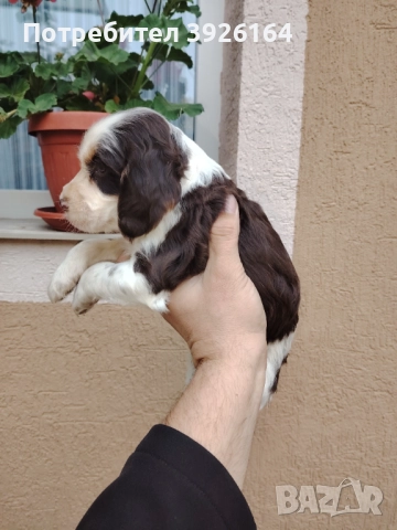 Спрингер Шпаньол , снимка 10 - Шпаньоли - 52334906