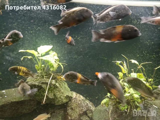 Цихлиди Tropheus Black Bemba, снимка 3 - Рибки - 48418901