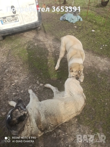 продавам средноазиатска овчарка, снимка 3 - Средноазиатска овчарка - 53689978