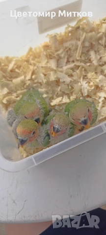 Папагали ръчно хранени неразделки, снимка 12 - Папагали - 51135664