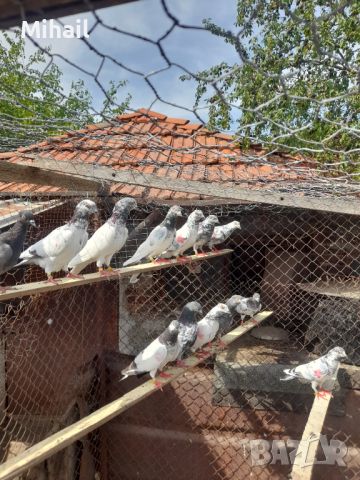 Продавам пакистански гълъби, снимка 1 - Гълъби - 46445772