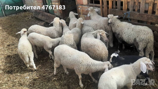 Агнета продавам 