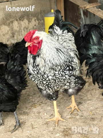 Сребърно кантиран виандот