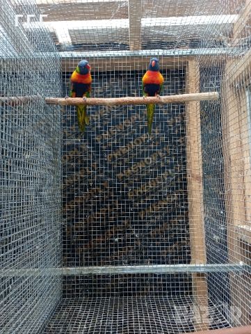 Работещи двойки папагали многоцветно лори., снимка 2 - Папагали - 46403187
