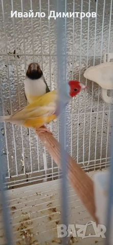 Зеброви амадини , снимка 2 - Амадини - 53305146