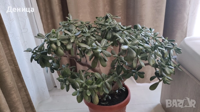 Дърво на живота, 75 см, снимка 4 - Стайни растения - 51717939