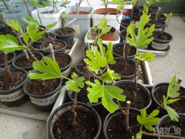 Смокини - 2 сорта - Блек Мишън и Брънсуик, снимка 7 - Разсади - 54092194