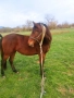 Продавам кобила на две години и половина, снимка 1
