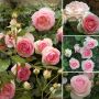 Rosa PIERRE DE RONSARD(Роза Увивна), снимка 1 - Градински цветя и растения - 45322542