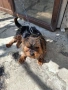 продавам Йорки, снимка 5