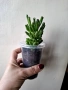 Красула, crassula ovata hobbit, снимка 3