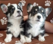 Трицветни кученца Уелско корги пембрук - мъжки, снимка 10