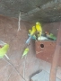 Продавам папагали и клетки , снимка 5