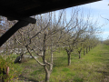 Ябълкова градина, снимка 1 - Градински цветя и растения - 44989459