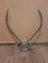 еленови рога, снимка 8