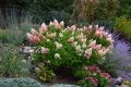 Хортензия паникулата Пинки Уинки, Hydrangea paniculata Pinky Winky, снимка 2