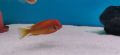 Рибки Африкански цихлиди, Tropheus Red Bishop! 