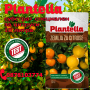 Plantella субстрат специален за цитруси 10 литра, снимка 1 - Тор и почвени смеси - 44634877