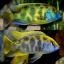 Цихлида Haplochromis venustus, снимка 1